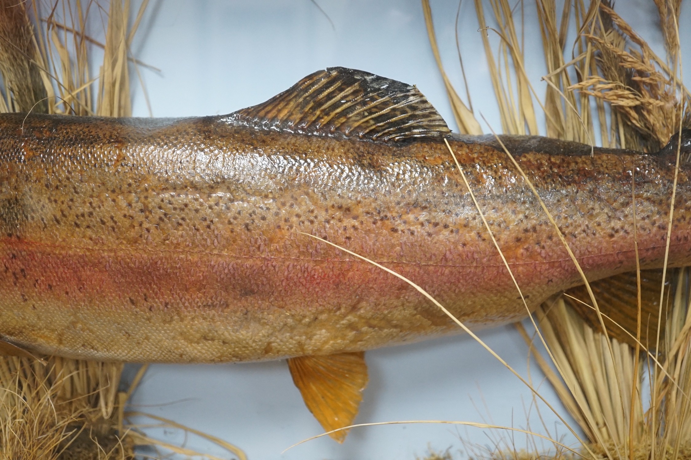 A cased taxidermic trout in glazed case, label reads ‘TROUT 9lbs 4oz. Bala Lake Oct 12th 1941’ case 69cm long, height 46cm